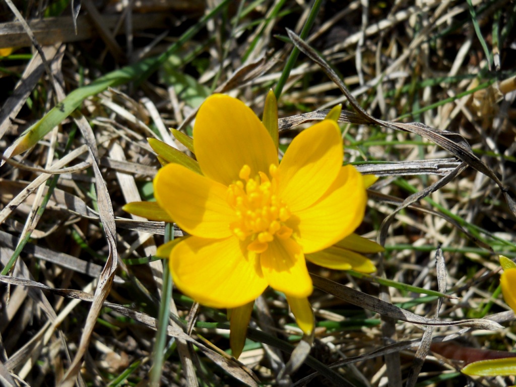 Eranthis hyemalis (L.) Salisb.